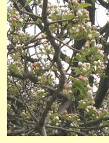 Груша(Prunus communis L) Груша(Prunus communis L)